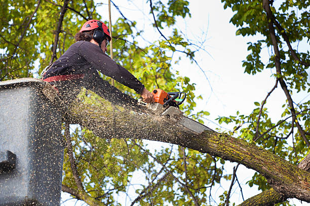 Why Choose Our Tree Removal Services in Frisco City, AL?